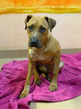 Riptide -  Boxer and Cattle Dog Dog for Adoption in Lovingston, Virginia - Riptide | PetCurious