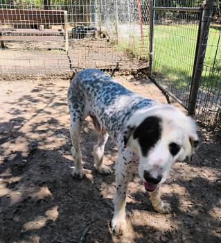 Rescue Great Pyrenees Dogs for Adoption in Saint Jo, Texas - BOB | PetCurious