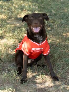Rescue Chocolate Labrador Retriever Dogs for Adoption in Lake Tapwingo, Missouri - Russell Stover | PetCurious