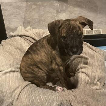 Sarah -  Pit Bull Terrier and Mixed Breed Dog for Adoption in Northville, Michigan - Sarah | PetCurious