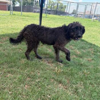 Terrier and Mixed Breed Dogs Available for Adoption in Cabot, Arkansas - (Found) Greta | PetCurious