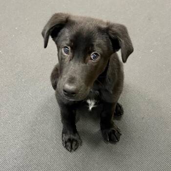 Leonardo -  Mixed Breed Dog for Adoption in Westhampton, New York - Leonardo | PetCurious