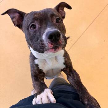 Pit Bull Terrier Dogs Available for Adoption in Lynchburg, Virginia - Mordy | PetCurious