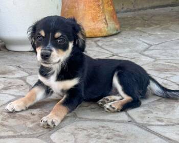 Chihuahua and Spaniel Dogs Available for Adoption in Corona, California - Mannuela | PetCurious