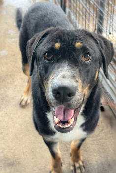 Rescue Shepherd Dogs for Adoption in Troy, Alabama - Tim | PetCurious