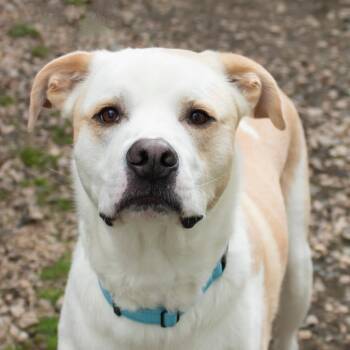 Mixed Breed Dogs Available for Adoption in Middletown, Rhode Island - Bailey | PetCurious