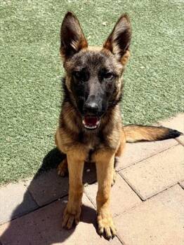 ANNE -  German Shepherd Dog and Belgian Shepherd Malinois Dog for Adoption in Salinas, California - ANNE | PetCurious