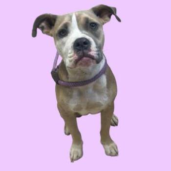 Mariah -  English Bulldog and Pit Bull Terrier Dog for Adoption in Tuscaloosa, Alabama - Mariah | PetCurious