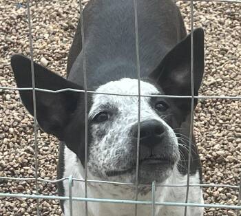 Tina -  Australian Cattle Dog Blue Heeler Dog for Adoption in Longmont, Colorado - Tina | PetCurious