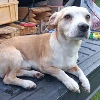 Sam -  Rat Terrier and Dachshund Dog for Adoption in Tampa, Florida - Sam | PetCurious