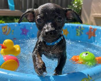 Tiny -  Chihuahua Dog for Adoption in Modesto, California - Tiny | PetCurious