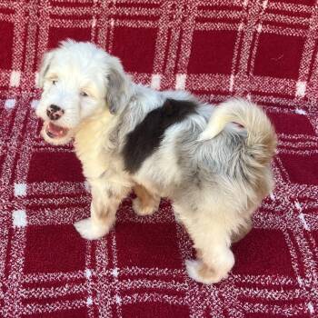 Rescue Aussiedoodle Dogs for Adoption in Miromar Lakes, Florida - Crash | PetCurious