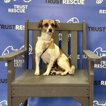 Dachshund Dogs Available for Adoption - LOLLIPOP | PetCurious