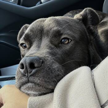 Kyng -  American Staffordshire Terrier Dog for Adoption in Houston, Texas - Kyng | PetCurious