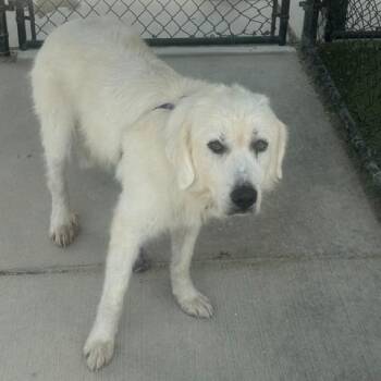 Polly #7097 -  Great Pyrenees Dog for Adoption in Louisville, Kentucky - Polly #7097 | PetCurious