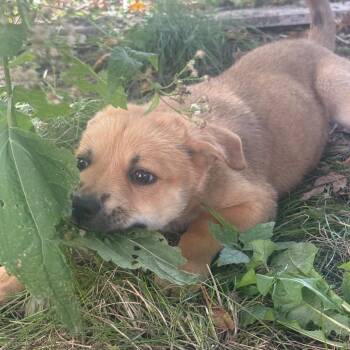 Howitzer -  Mixed Breed Dog for Adoption in Buffalo, Minnesota - Howitzer | PetCurious