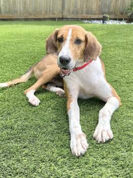 Rescue Foxhound and Hound Dogs for Adoption in Charleston, South Carolina - Sylvester | PetCurious