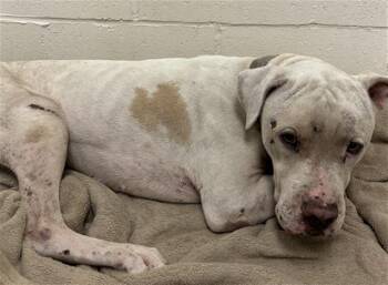 GOOBER -  American Staffordshire Terrier Dog for Adoption in Rosenberg, Texas - GOOBER | PetCurious
