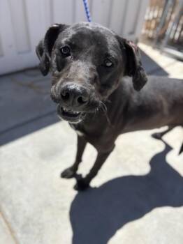 Rebel -  Doberman Pinscher Dog for Adoption in Victorville, California - Rebel | PetCurious