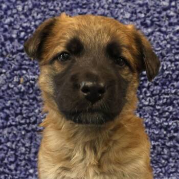Oscar D11447 -  German Shepherd Dog and Labrador Retriever Dog Available for Adoption - Oscar D11447 | PetCurious