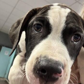 Biff -  Terrier Dog for Adoption in St. Louis, Missouri - Biff | PetCurious