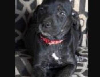 Sinatra -  Mixed Breed Dog for Adoption in West Chester, Pennsylvania - Sinatra | PetCurious