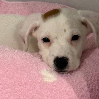 Pointer and Mixed Breed Dogs Available for Adoption in Fredericksburg, Virginia - Foggy Finn | PetCurious