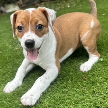 Rescue Pit Bull Terrier and Jack Russell Terrier Dogs for Adoption in Lake Worth Beach, Florida - Sarah | PetCurious