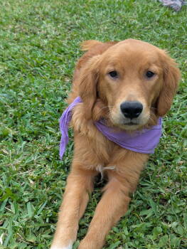 Rescue Golden Retriever Dogs for Adoption in Margate, Florida - FRYDA | PetCurious