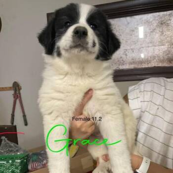 Grace -  Great Pyrenees Dog for Adoption in Louisville, Kentucky - Grace | PetCurious