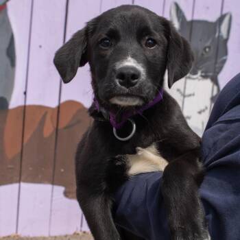 Black Labrador Retriever Dogs Available for Adoption in Madison, Wisconsin - Amy | PetCurious