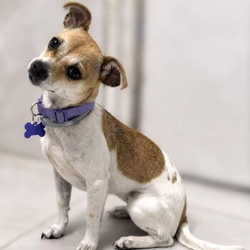 Katie -  Chihuahua Dog for Adoption in Boerne, Texas - Katie | PetCurious