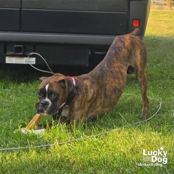 Boxer Dogs Available for Adoption in Washington, District Of Columbia - Ollie | PetCurious