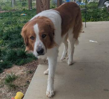 Great Pyrenees and Collie Dogs Available for Adoption in Plain City, Ohio - Hopper | PetCurious
