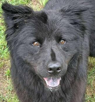 Phantom -  Chow Chow Dog for Adoption in Kiowa, Oklahoma - Phantom | PetCurious