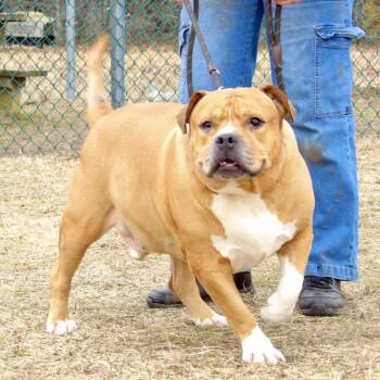 Mixed Breed Dogs Available for Adoption in Newark, New Jersey - Polo | PetCurious