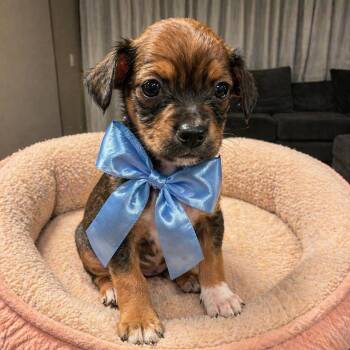 Shih Tzu and Dachshund Dogs Available for Adoption in Crosby, Texas - Guava                                     | PetCurious