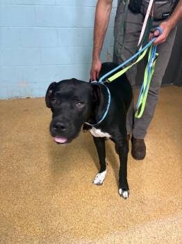 Brutus -  Mixed Breed Dog for Adoption in Cincinnati, Ohio - Brutus | PetCurious