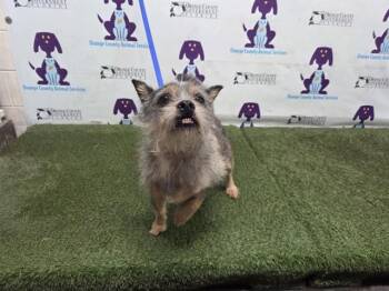 RUFIO -  Parson Russell Terrier and Mixed Breed Dog for Adoption in Orlando, Florida - RUFIO | PetCurious