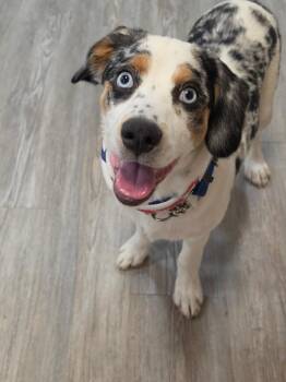 Puppy - Shiloh -  Cocker Spaniel and Australian Shepherd Dog for Adoption in Emmett, Idaho - Puppy - Shiloh | PetCurious
