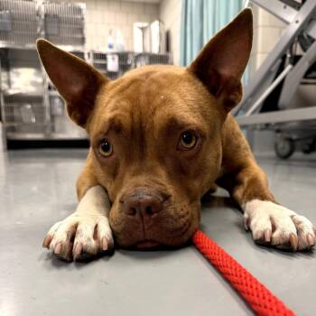Pit Bull Terrier Dogs Available for Adoption in Northbrook, Illinois - Candyland | PetCurious