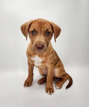 Rescue Vizsla and Mixed Breed Dogs for Adoption in Morton Grove, Illinois - Lottie | PetCurious