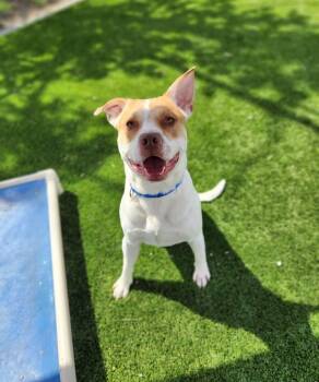 Rescue Labrador Retriever and Pointer Dogs for Adoption - Bingo | PetCurious