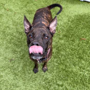 Buckie -  American Staffordshire Terrier Dog for Adoption in Houston, Texas - Buckie | PetCurious