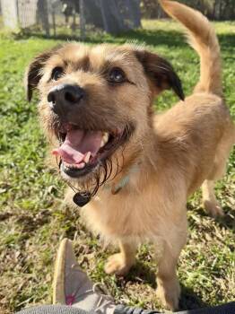 Rescue Shih Tzu Dogs for Adoption in Uxbridge, Massachusetts - Kobe | PetCurious