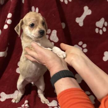 HAMISH -  Mixed Breed Dog for Adoption in Richmond, California - HAMISH | PetCurious