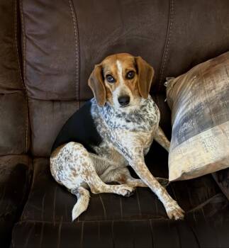 Rescue Beagle Dogs for Adoption in Raleigh, North Carolina - Maggie | PetCurious