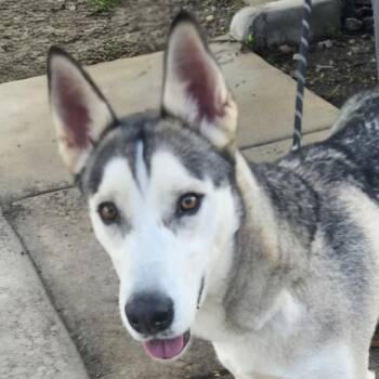 Hank -  Husky and Mixed Breed Dog for Adoption in Corpus Christi, Texas - Hank | PetCurious