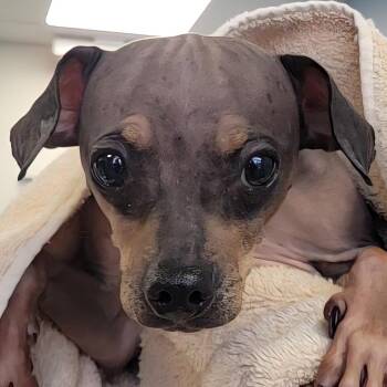 Mixed Breed Dogs Available for Adoption in Las Cruces, New Mexico - 103103 | PetCurious