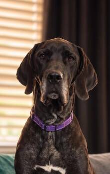 Freya Rose -  Great Dane Dog for Adoption in Bullard, Texas - Freya Rose | PetCurious